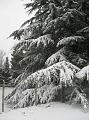 Neve (51)